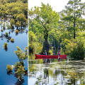 Exploring the Diverse World of Bookstores in Northeastern North Carolina